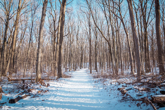Boyd Big Tree Preserve Conservation Area