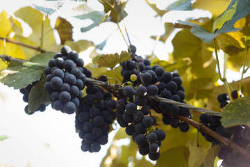 Grapes and grapevine at a vineyard in Brazil