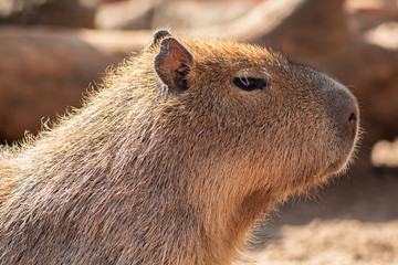 Serenidad de una Capibara.
