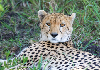 Cheetah resting in the shade