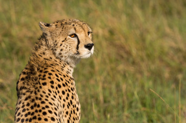 Female Cheetah on an early morning hunt