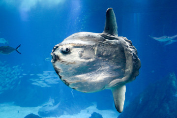 Sunfish swimming underwater in aquarium - obrazy, fototapety, plakaty