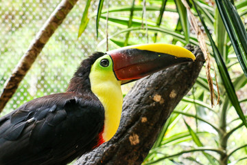 Colorful toucan in costa rica