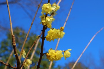 ロウバイ　梅の花　冬　風景　杤木
