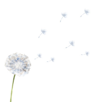 綿毛 Images Browse 5 527 Stock Photos Vectors And Video Adobe Stock