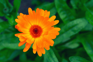 Wet orange calendula flower on a flowerbed in a summer garden after rain close-up
