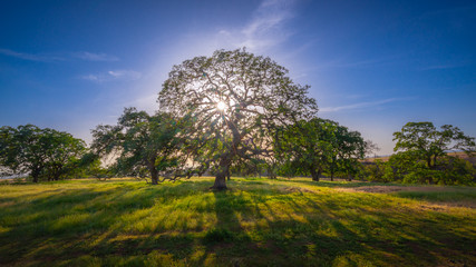 Sunlight shining through dramatic oak tree with blue sky