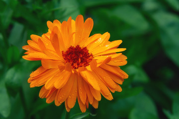 Wet orange calendula flower on a flowerbed in a summer garden after rain close-up