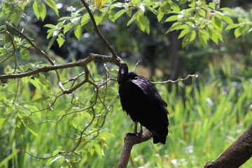 Vulture in a tree