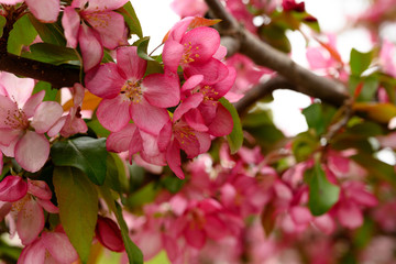 Fototapeta na wymiar Details of Pink Blossoms on dogwood tree
