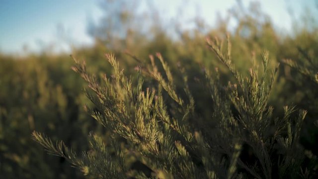 Tea tree plants close up