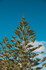 Norfolk Island pine trees shot in Western Australia in summer