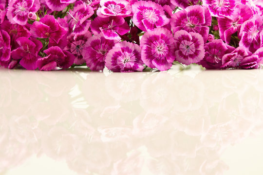 Blank for design with a floral border of dark pink carnations, close-up, copy space