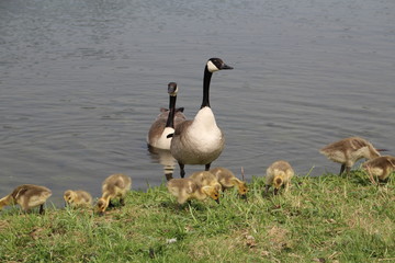 Family Of Geese On Land, William Hawrelak Park, Edmonton, Alberta