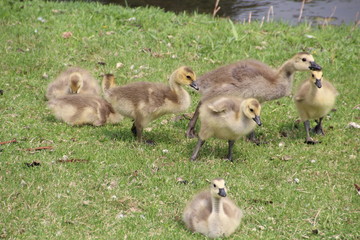 Young Goslings, William Hawrelak Park, Edmonton, Alberta