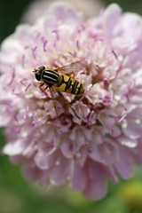 Scabiosa pink flower with hoverfly