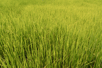 Green rice field