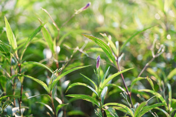 Early blooming purple Ruellia Tuberosa or Popping Pod