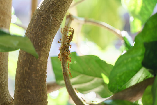Oecophylla Smaragdina Or Weaver Orange Asian Ant