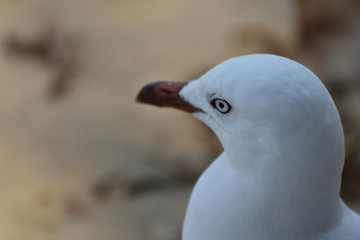 close up seagull in shade