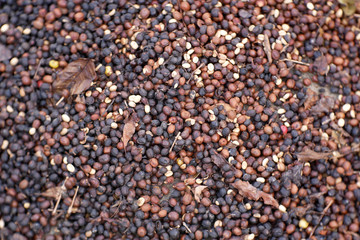 organic dry coffee seed, aroma coffee beans background