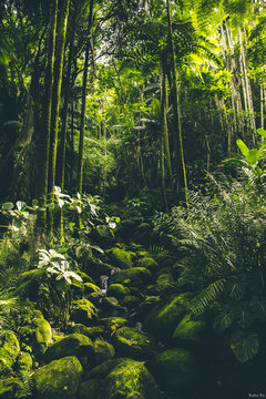 Tropical Forest