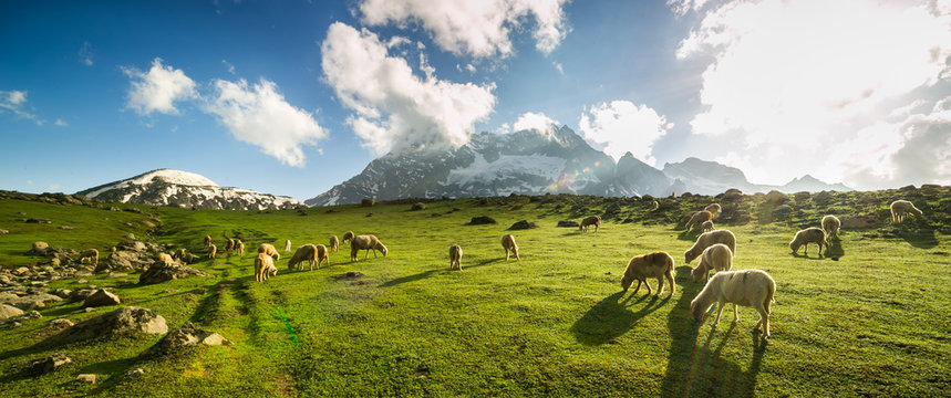 Sheep grazing grass on meadow with mountain view in Sonamarg, Jammu and Kashmir, India © khlongwangchao