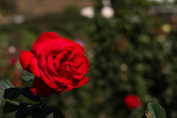 Single red rose in the garden, designed for you 