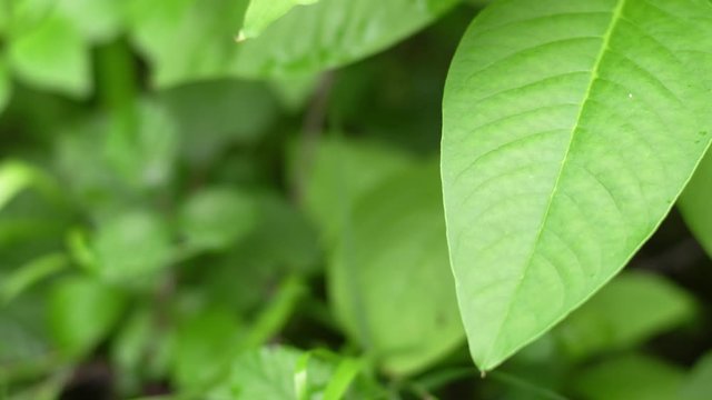 Folhas verdes floresta