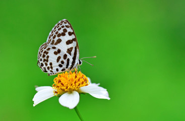 butterfly on flower