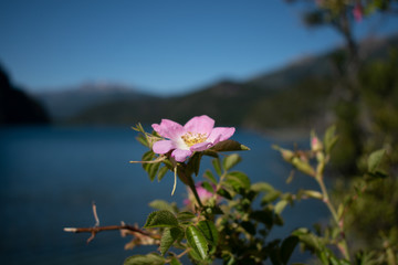 Gorgeous flower in focus and a bokeh lake behind it.