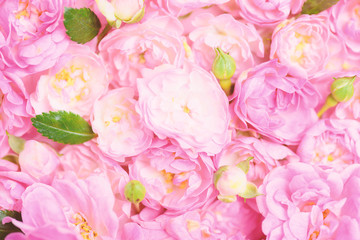 Fototapeta na wymiar Beautiful pink roses for background