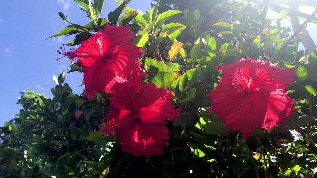 沖縄の真っ赤なハイビスカスと空-Okinawa's red hibiscus and sky