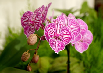 Purple and white stripes, a unique multicolor of Phalaenopsis orchid flower