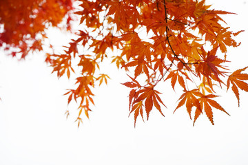 Red leaf in autumn on white background  