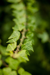 green leaves background