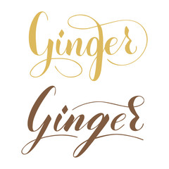 Vector hand written ginger text isolated on white background. Kitchen healthy herbs and spices for cooking. Script brushpen lettering with flourishes. Handwriting for banner, poster, product label