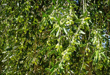 Olive tree with olives