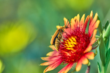 Brown Blister Beetle, Meloidae, Epicauta ochrea on Gaillardia pulchella Fire wheel flower Texas, USA
