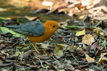 Orange-headed Thrush standing on leafy ground looking into a distance