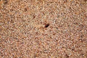 Leraf cutting ants (Atta sp.) coming out of a hole in the ground in Texas