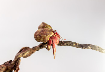 Hermit crab on coconut isolated on white background with selective focus. Hermit crabs are decapod crustaceans of the superfamily Paguroidea.