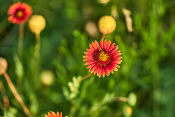 Gaillardia pulchella (firewheel, Indian blanket, Indian blanketflower, or sundance) flower in the sunshine in Texas