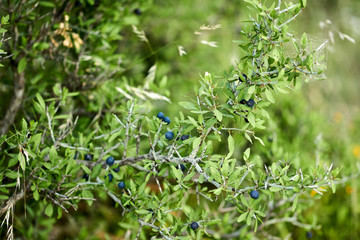 Lotebush, Lote-bush Condalia (Ziziphus obtusifolia) or also Warnock's Snakewood, or Mexican Crucillo. Texas Desert Flora