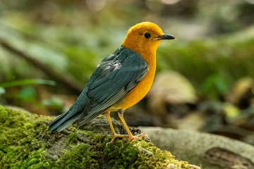 Orange-headed Thrush perching on big tree root covered with mos looking into a distance