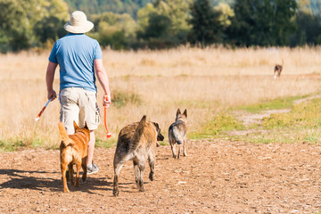 Man taking 3 dogs for walk in dog park. 