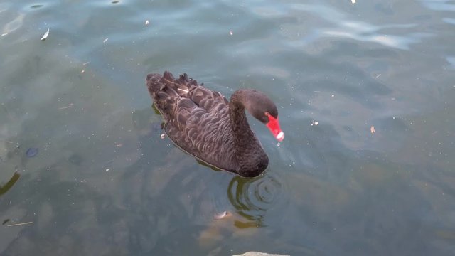 Red beak ducks are swimming and playing above the lake in a park with catfish and turtle under the dark water.