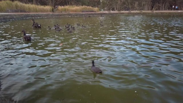 Red beak ducks are swimming and playing above the lake in a park with catfish and turtle under the dark water.