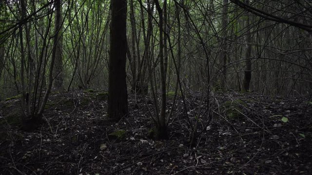 Floresta escura e densa, galhos