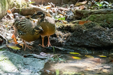 Two Bar-backed Partridges standing near small pond to drink water